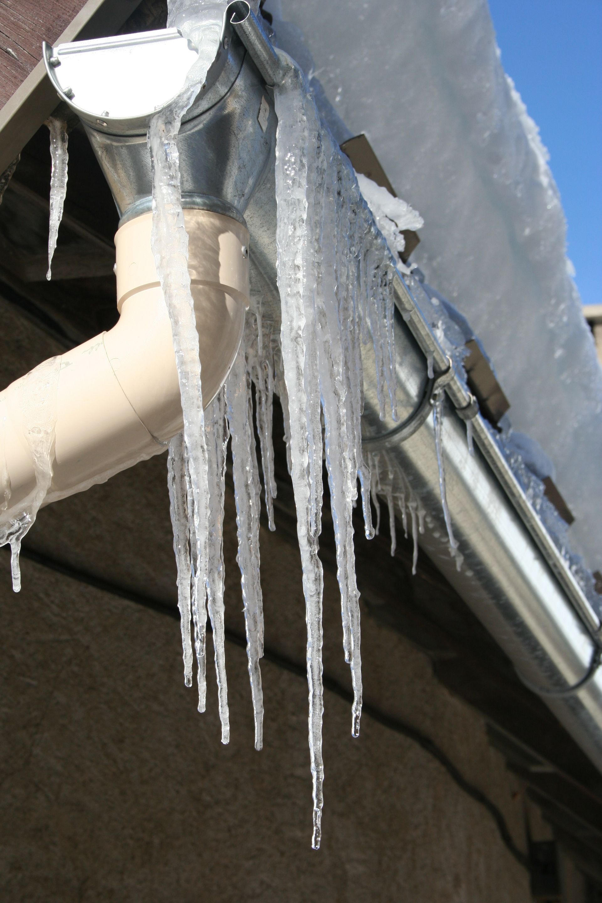 Un pigeon dans une gouttière