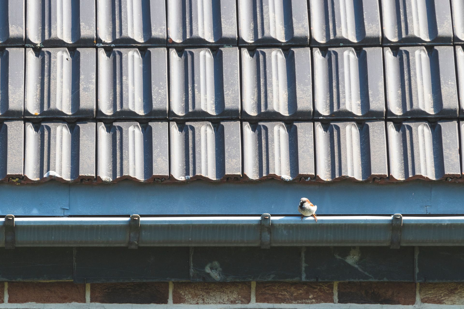 Une gouttière avec un petit oiseau