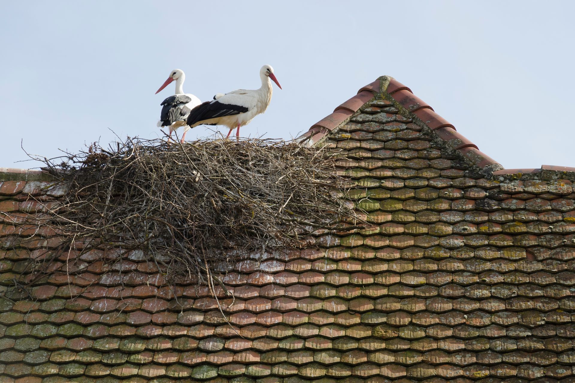 Cigognes sur un toit alsacien