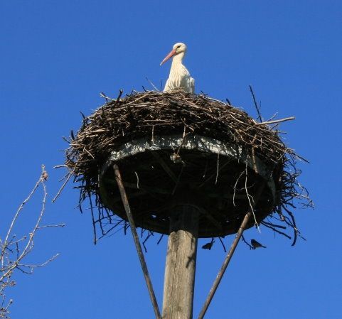 Storchennest