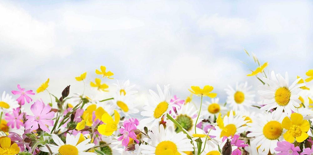 Pradera primaveral luminosa con flores rosas y amarillas bajo un cielo azul suave.