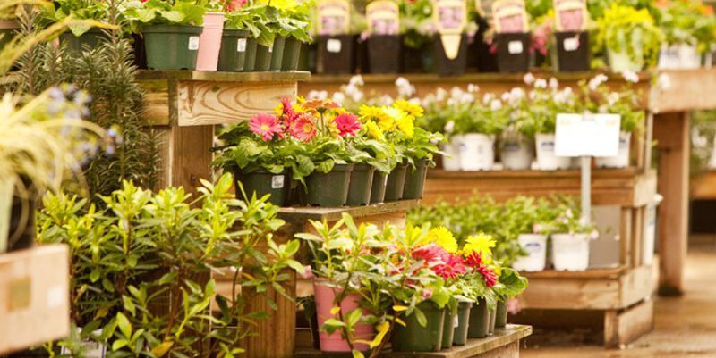 Flores y plantas coloridas en macetas expuestas en estantes de madera en un vivero.