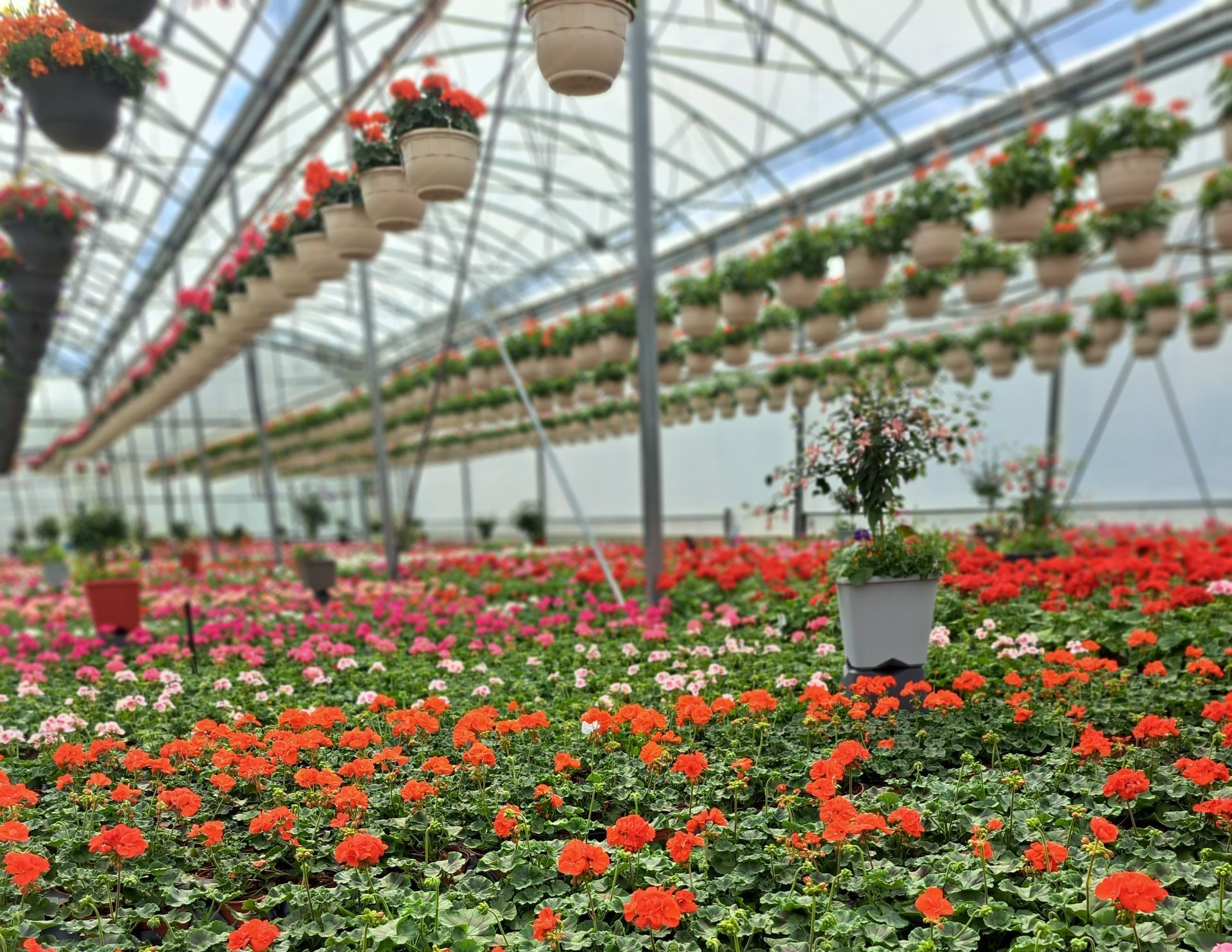Intérieur d'une serre avec des fleurs