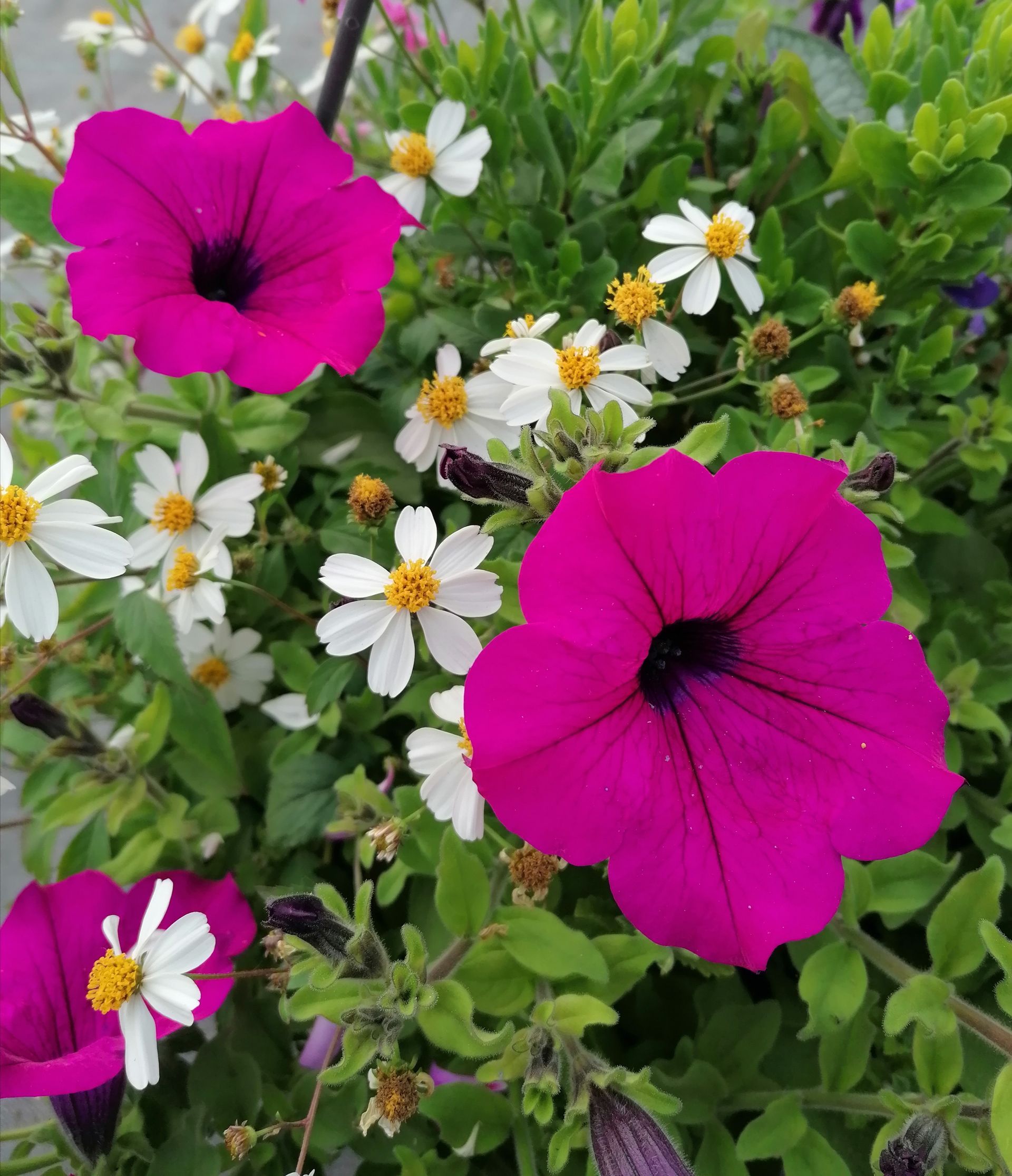 Fleurs blanches et roses