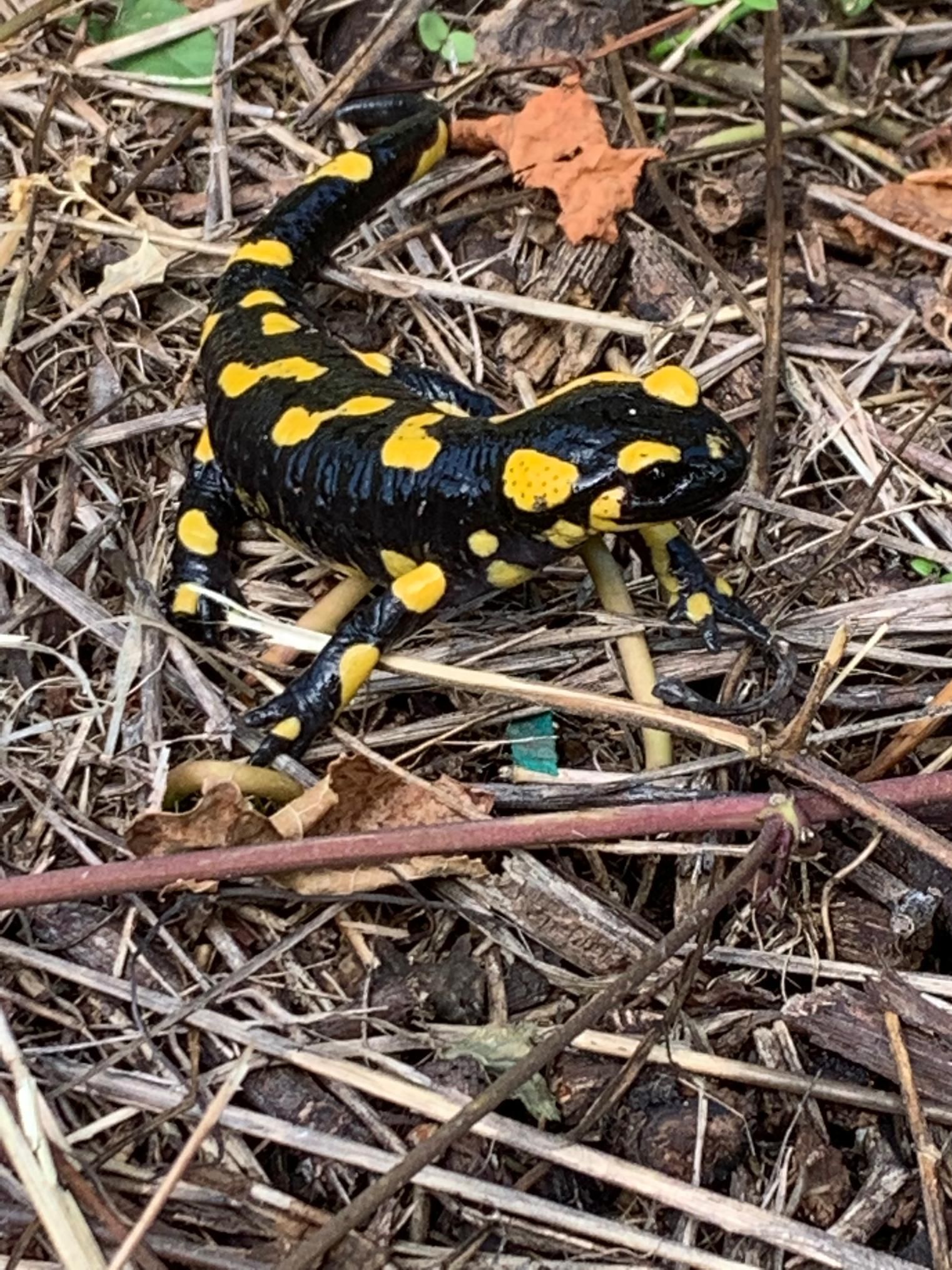 SAINT-SAPHORIN CHÂTEAU DE GLéROLLES APPELATION D'ORIGINE CONTRÔLEE LAVAUX ALAIN RUCHONNET - St-Saphorin