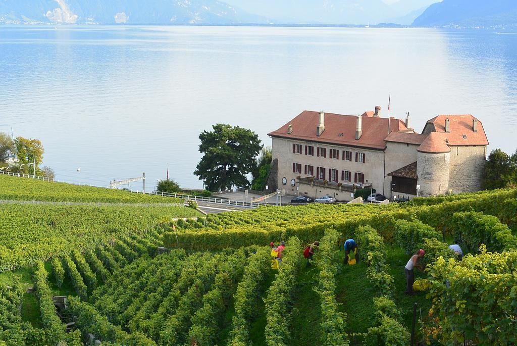 SAINT-SAPHORIN CHÂTEAU DE GLéROLLES APPELATION D'ORIGINE CONTRÔLEE LAVAUX ALAIN RUCHONNET - St-Saphorin