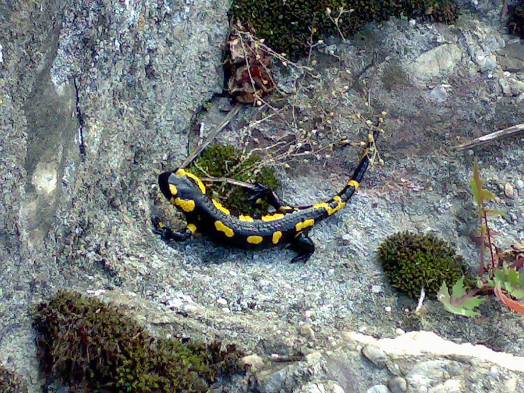 SAINT-SAPHORIN CHÂTEAU DE GLéROLLES APPELATION D'ORIGINE CONTRÔLEE LAVAUX ALAIN RUCHONNET - St-Saphorin