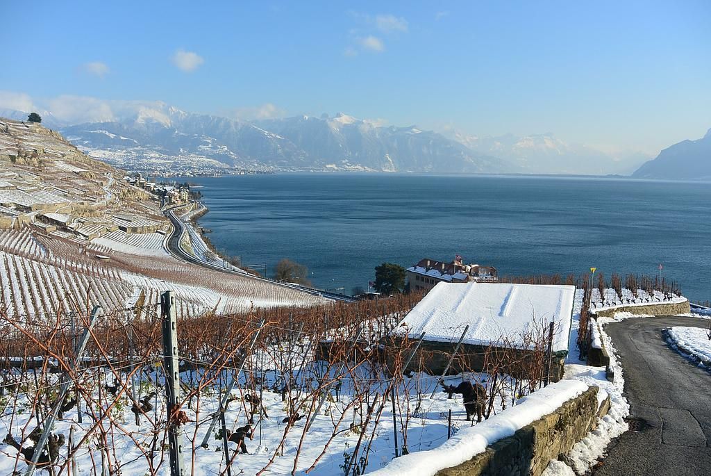 Vignes du Château de Glérolles