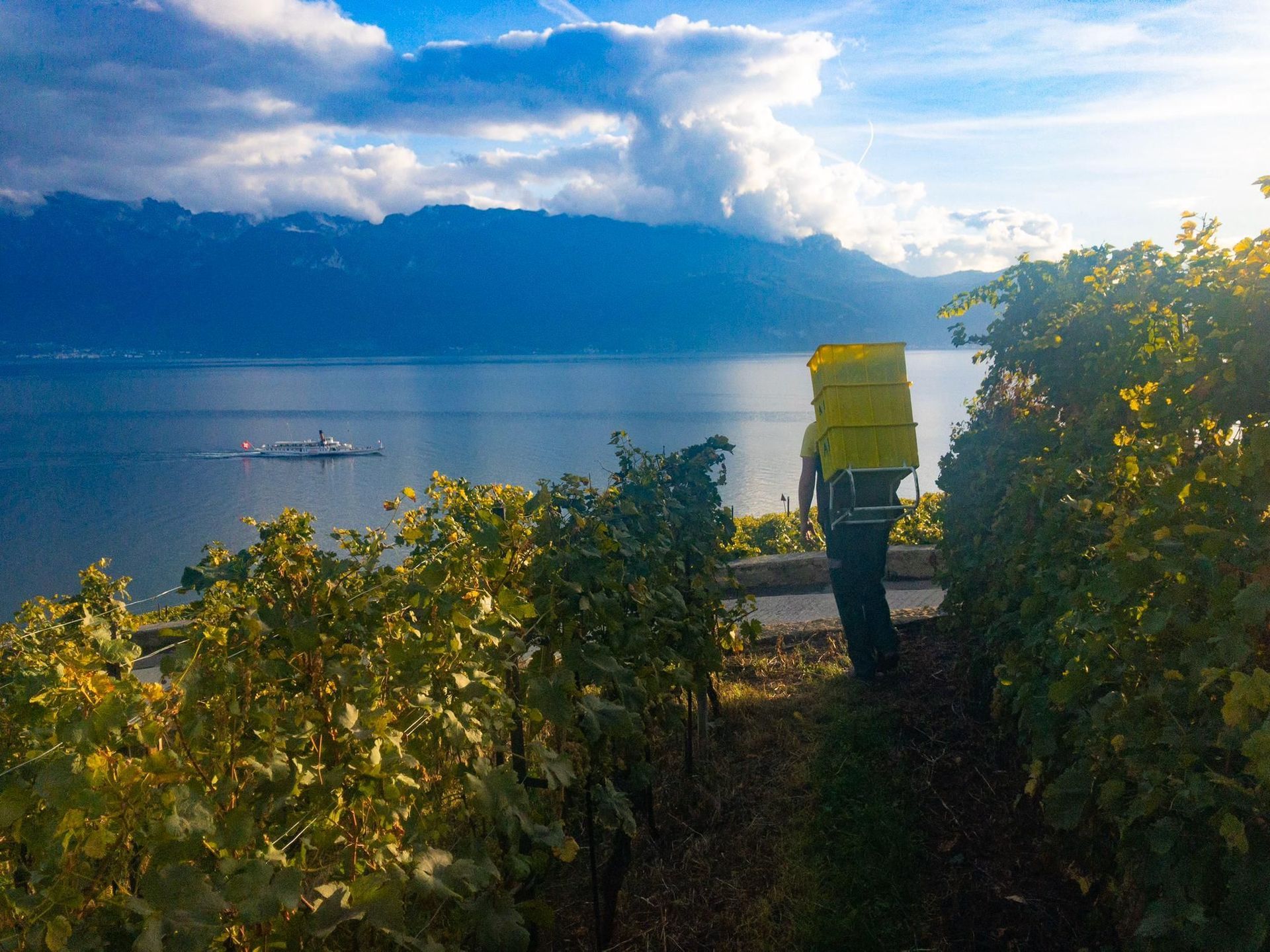 SAINT-SAPHORIN CHÂTEAU DE GLéROLLES APPELATION D'ORIGINE CONTRÔLEE LAVAUX ALAIN RUCHONNET - St-Saphorin