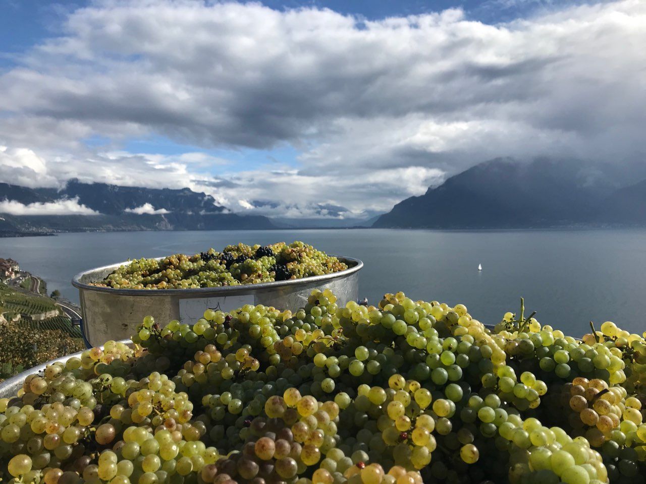 SAINT-SAPHORIN CHÂTEAU DE GLéROLLES APPELATION D'ORIGINE CONTRÔLEE LAVAUX ALAIN RUCHONNET - St-Saphorin