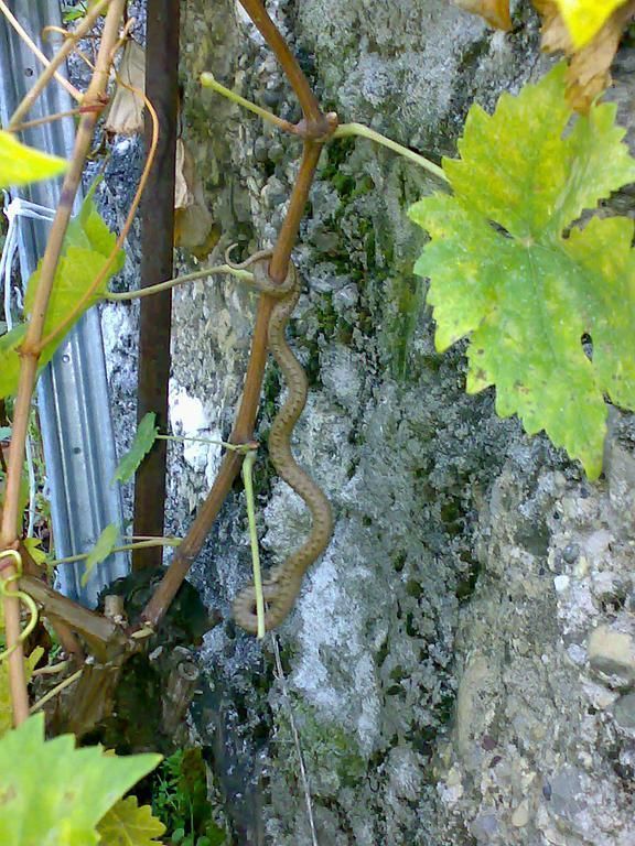 SAINT-SAPHORIN CHÂTEAU DE GLéROLLES APPELATION D'ORIGINE CONTRÔLEE LAVAUX ALAIN RUCHONNET - St-Saphorin