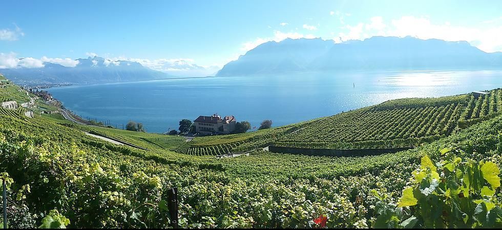 Vignes du Château de Glérolles