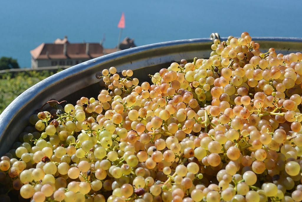 Chasselas vendanges 2017