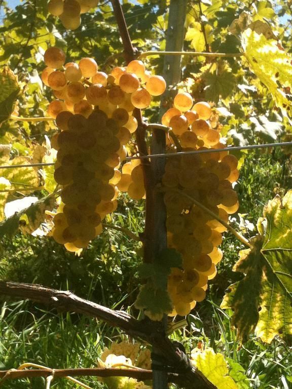 SAINT-SAPHORIN CHÂTEAU DE GLéROLLES APPELATION D'ORIGINE CONTRÔLEE LAVAUX ALAIN RUCHONNET - St-Saphorin