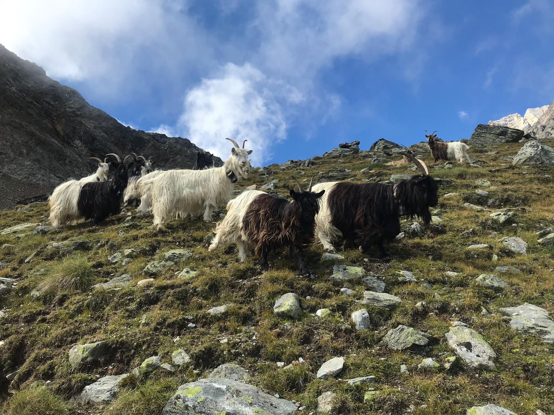 tierarztpraxis calanda ag | Chur