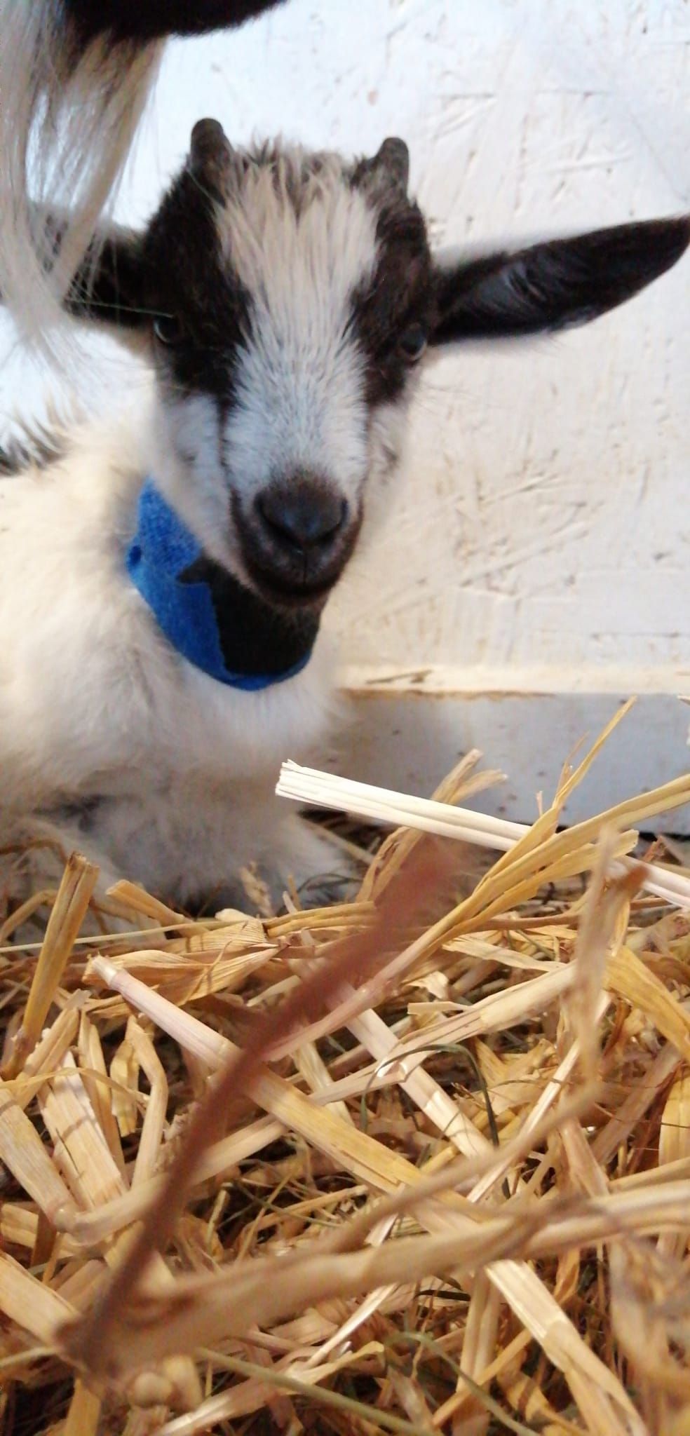 tierarztpraxis calanda ag | Chur