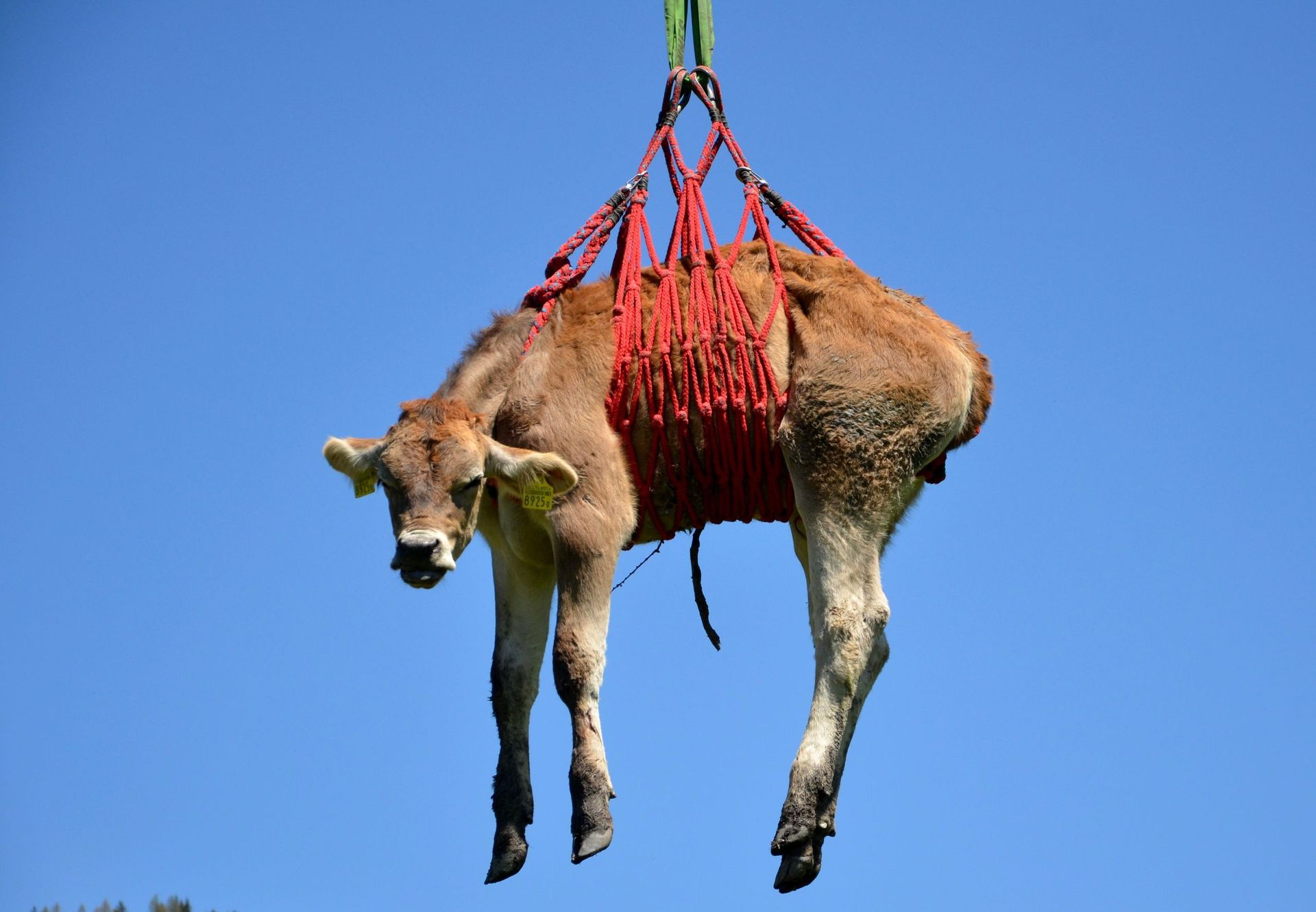 tierarztpraxis calanda ag | Chur