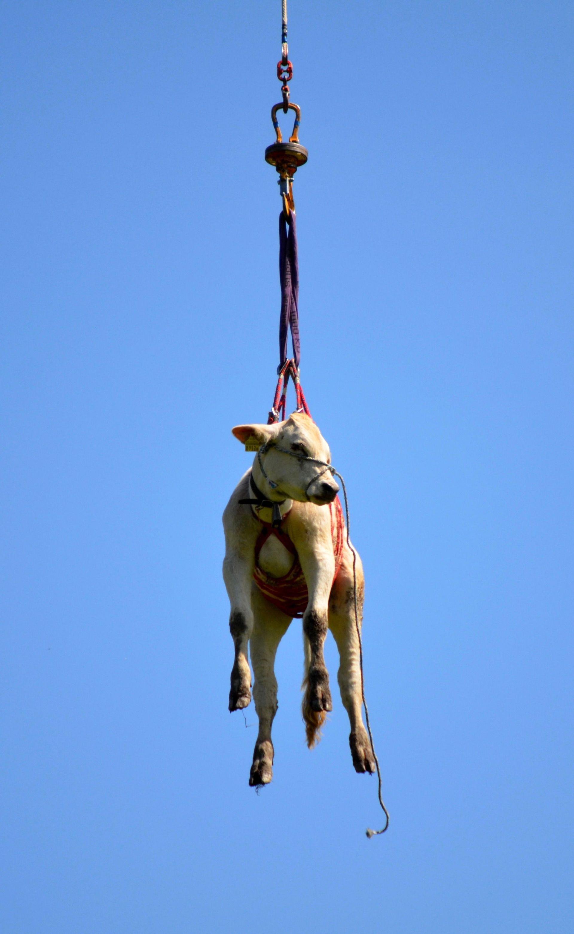 tierarztpraxis calanda ag | Chur