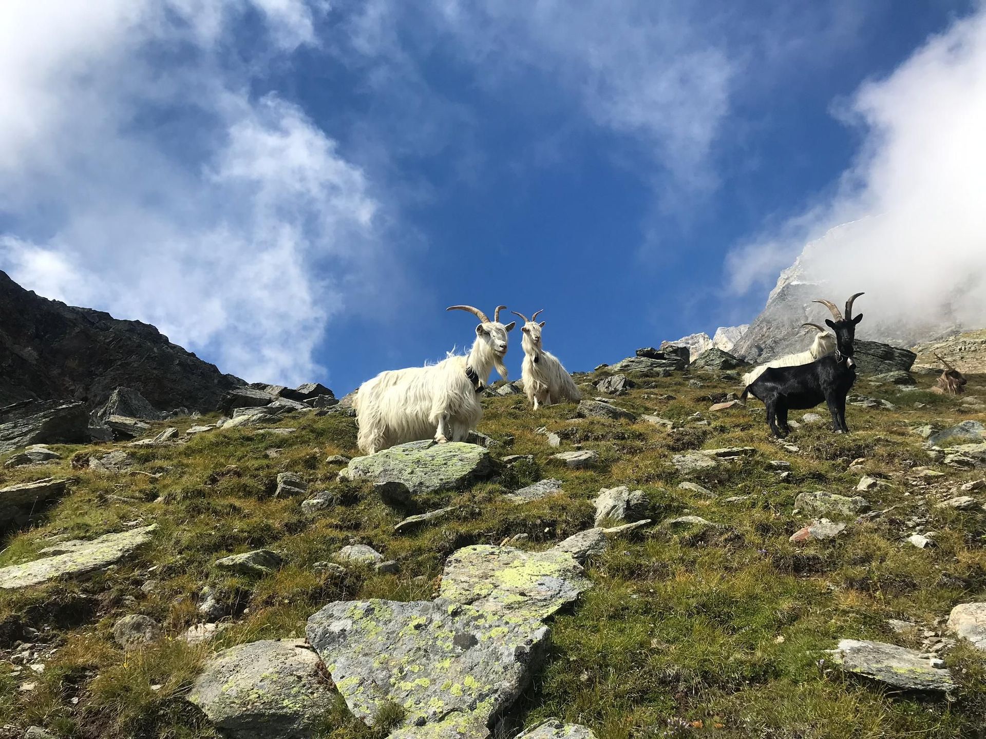 tierarztpraxis calanda ag | Chur