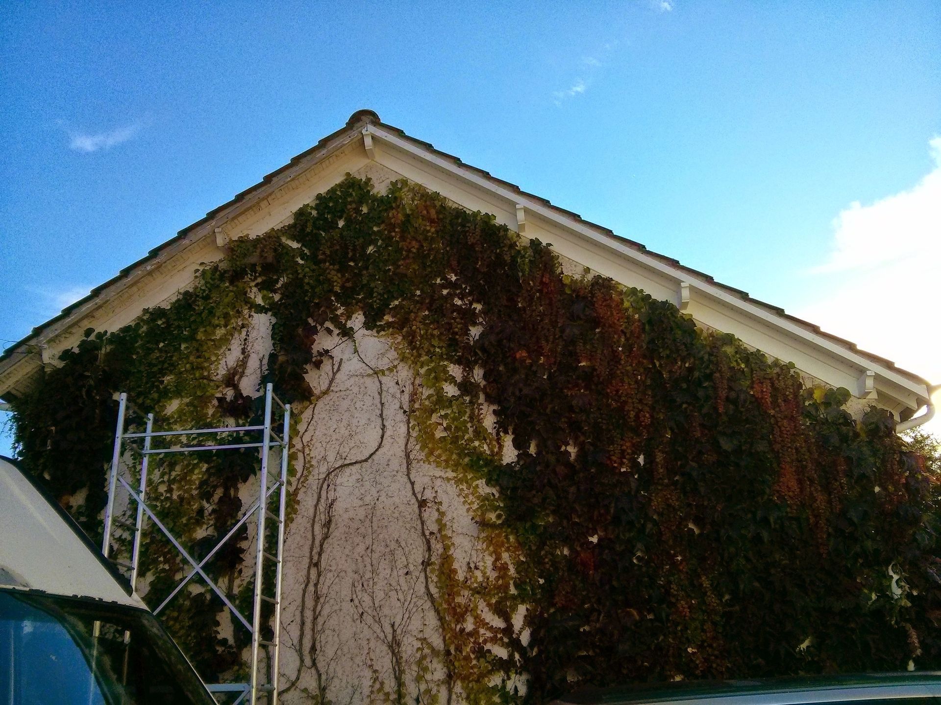 Une façade envahie par la végétation