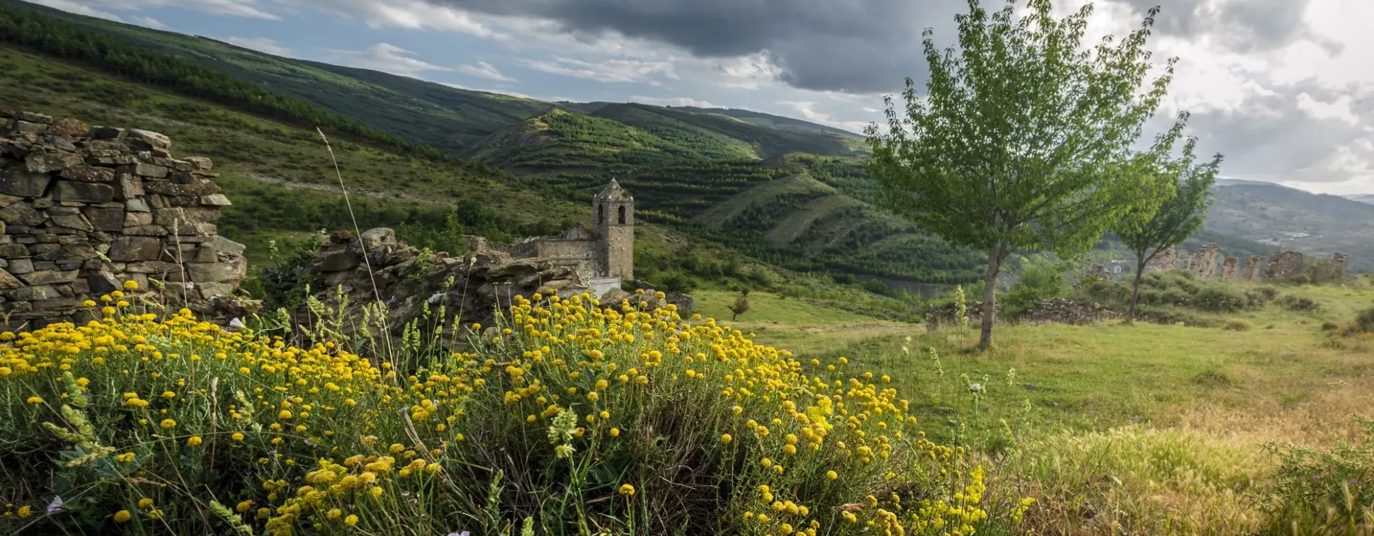 Una iglesia está rodeada de flores amarillas en un campo con montañas al fondo.