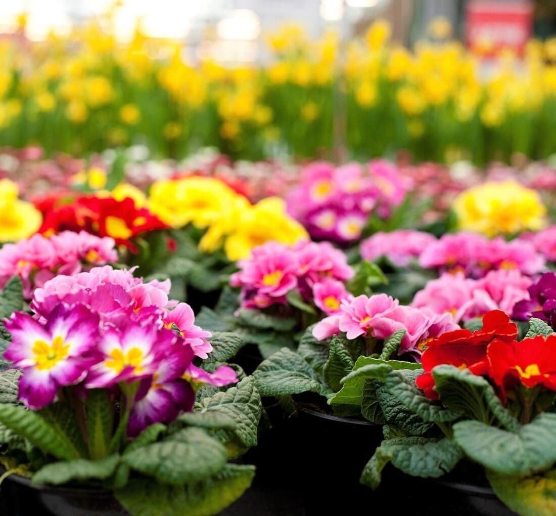 Des primevères multicolores en pleine floraison, roses, rouges et jaunes, emplissent l'étalage d'une jardinerie.