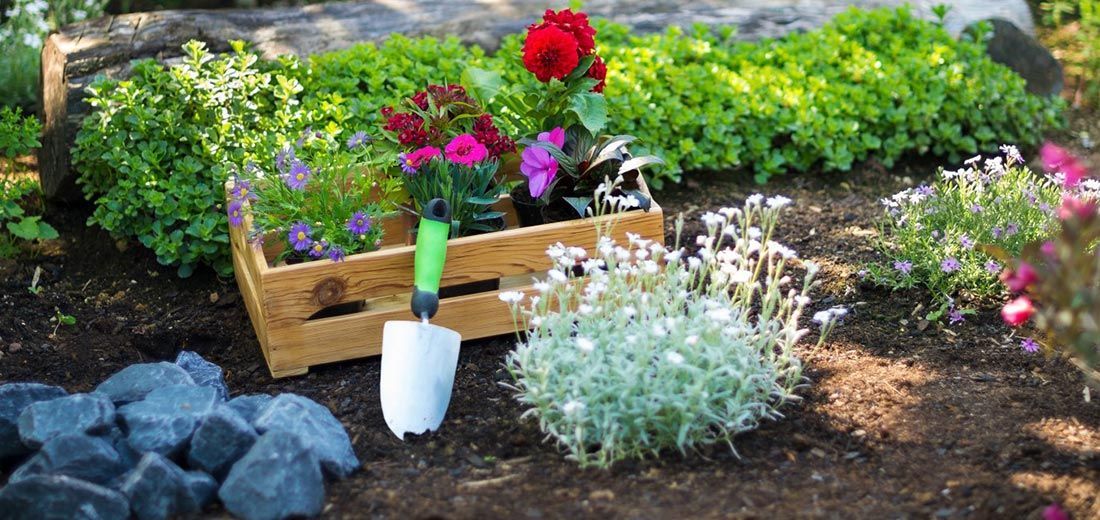 Parterre de fleurs avec une caisse en bois contenant des fleurs, une truelle et de la verdure environnante.