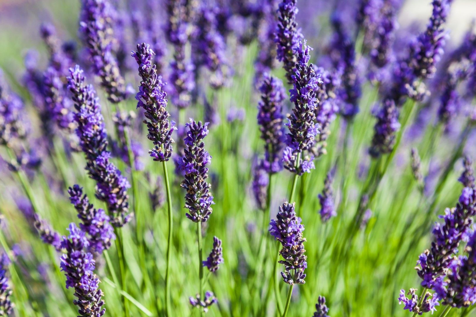 Fleurs de lavande violettes en pleine floraison, tiges et feuilles vertes.