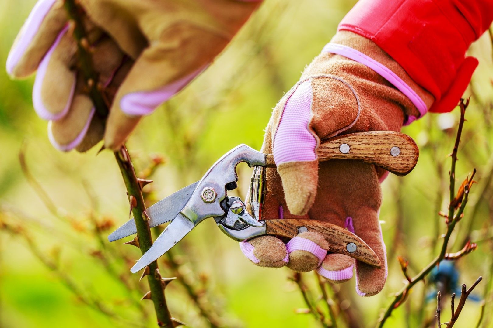 Des mains gantées de jardinage taillent un rosier avec un sécateur.