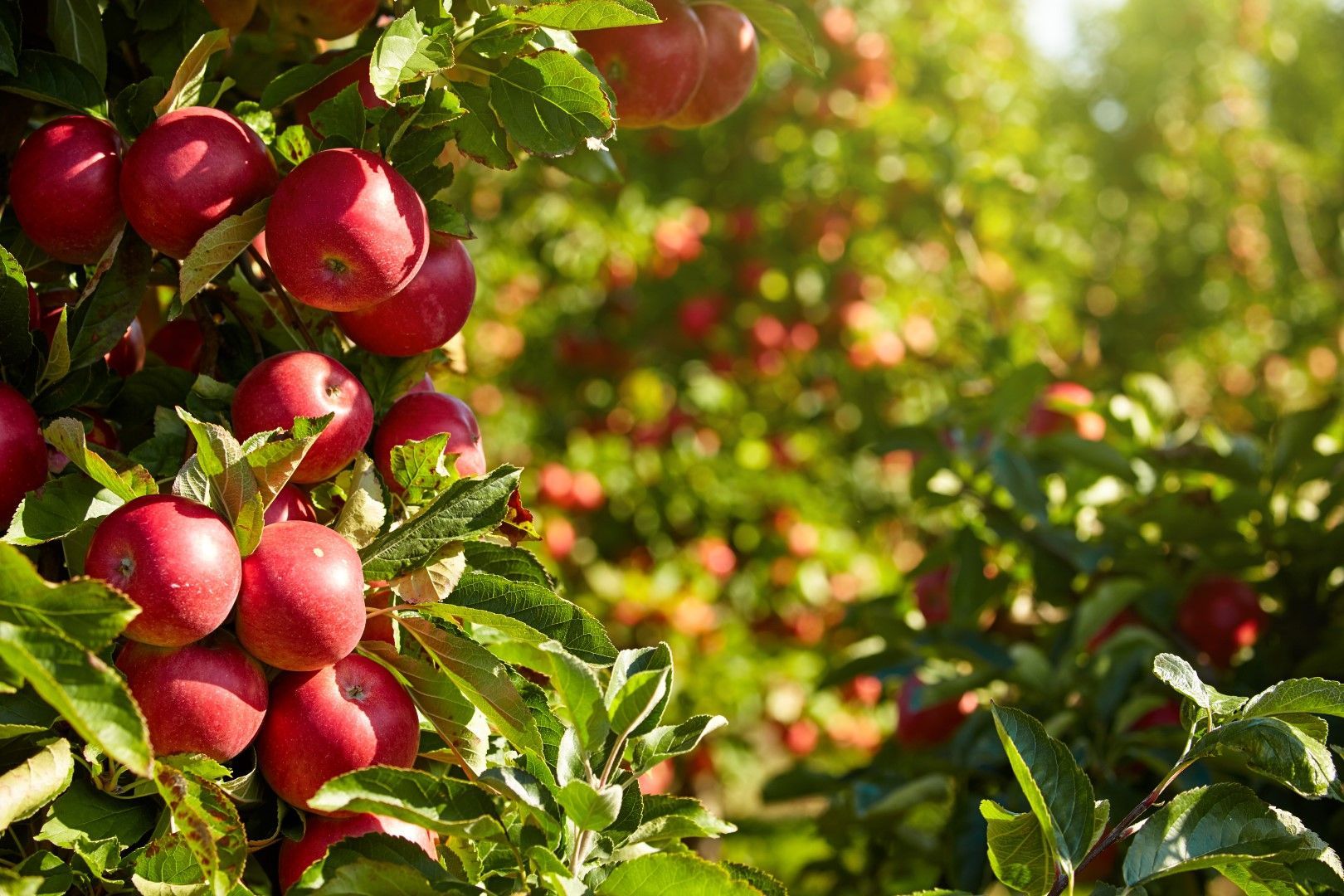 Des pommes rouges suspendues à une branche d'arbre dans un verger, baignées de soleil.