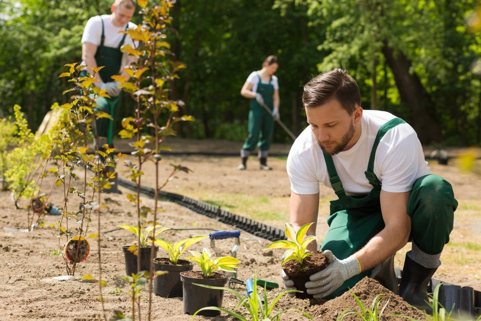 Des jardiniers plantent des fleurs dans un jardin ensoleillé. Un homme, agenouillé, s'occupe des plantes, d'autres ratissent.