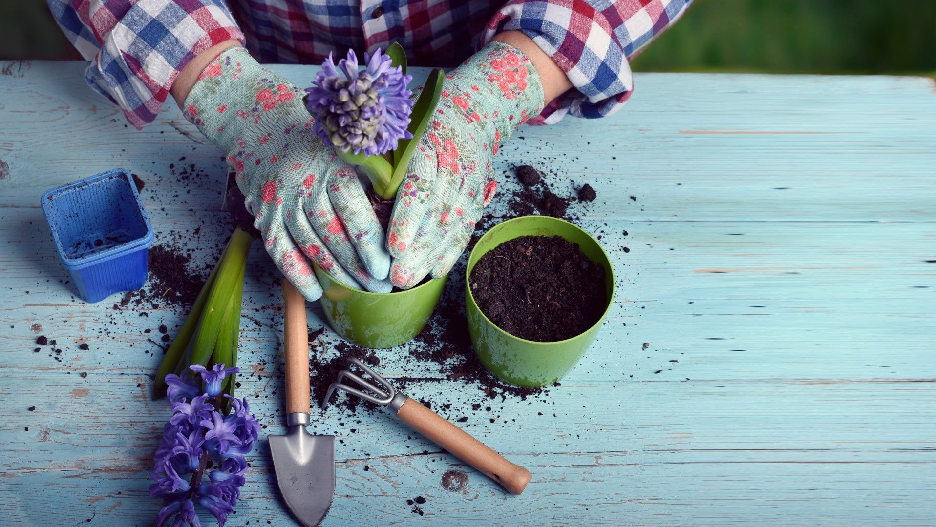 Un jardinier portant des gants plante une jacinthe pourpre dans un pot vert posé sur une table bleue.