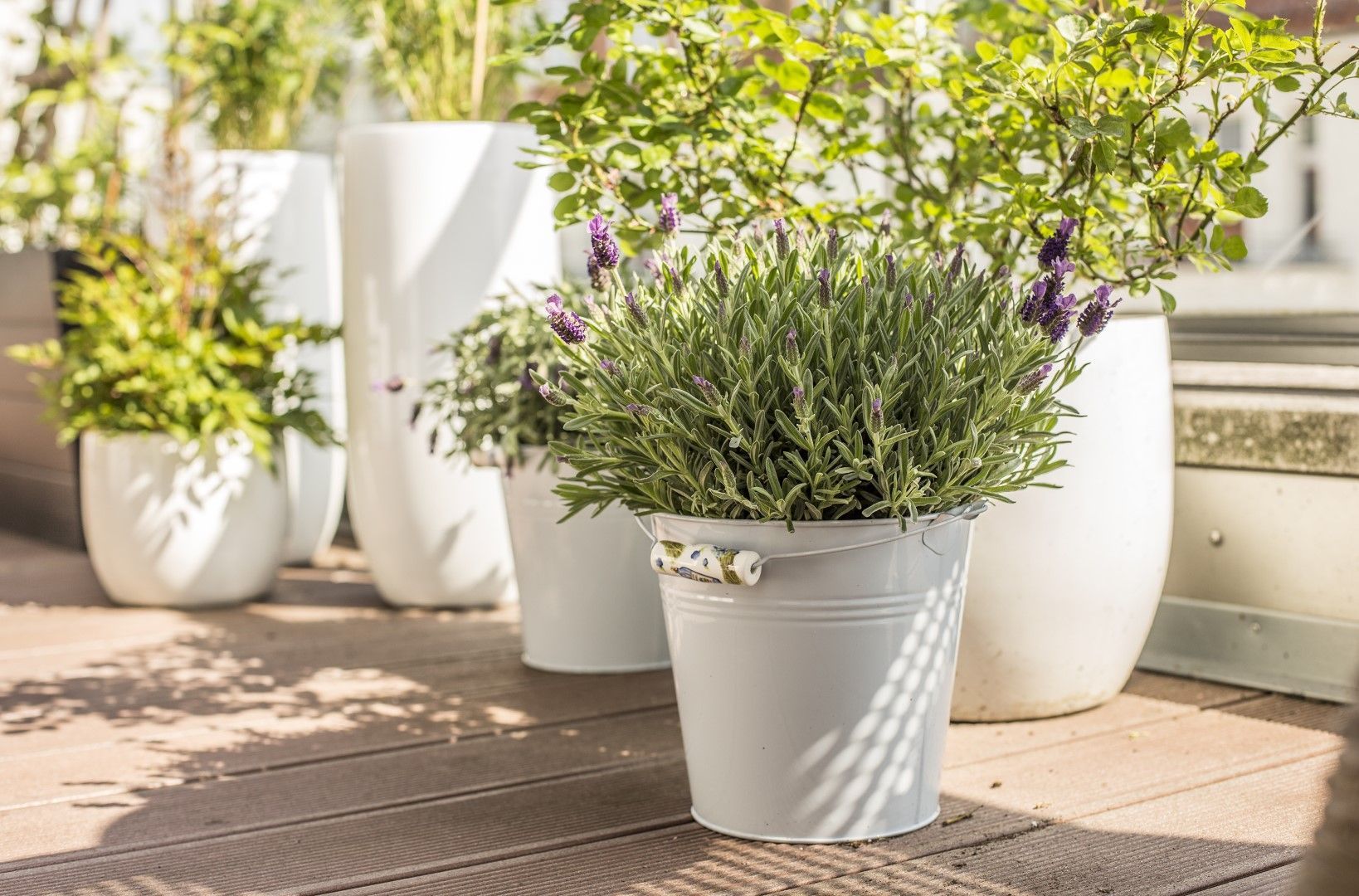 Lavande blanche en pot et autres plantes sur une terrasse en bois ensoleillée.
