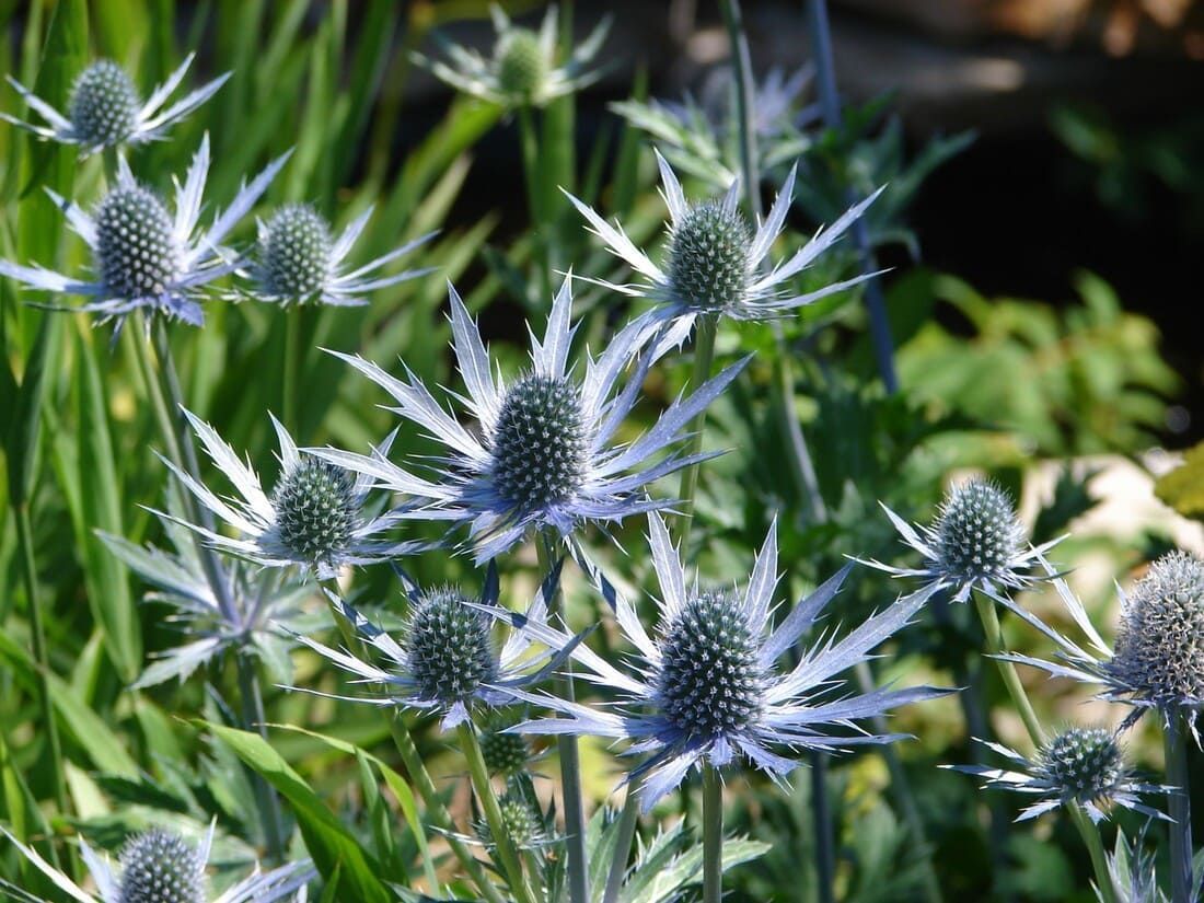 Fleurs de panicaut maritime bleues et piquantes dans un jardin, avec un feuillage vert.