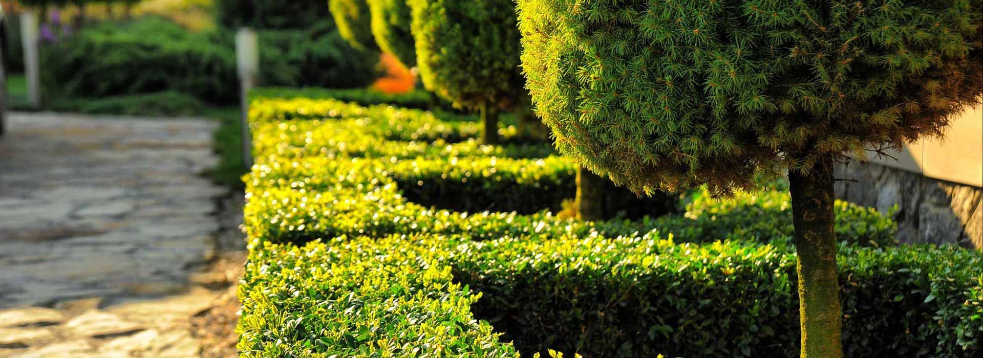 Des arbustes et des arbres soigneusement taillés bordent un chemin de pierres dans un jardin.