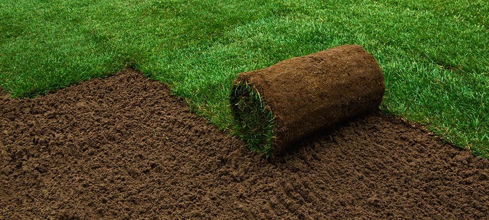 Un rouleau de gazon repose sur la terre nue, à côté d'une parcelle de gazon vert fraîchement semée.