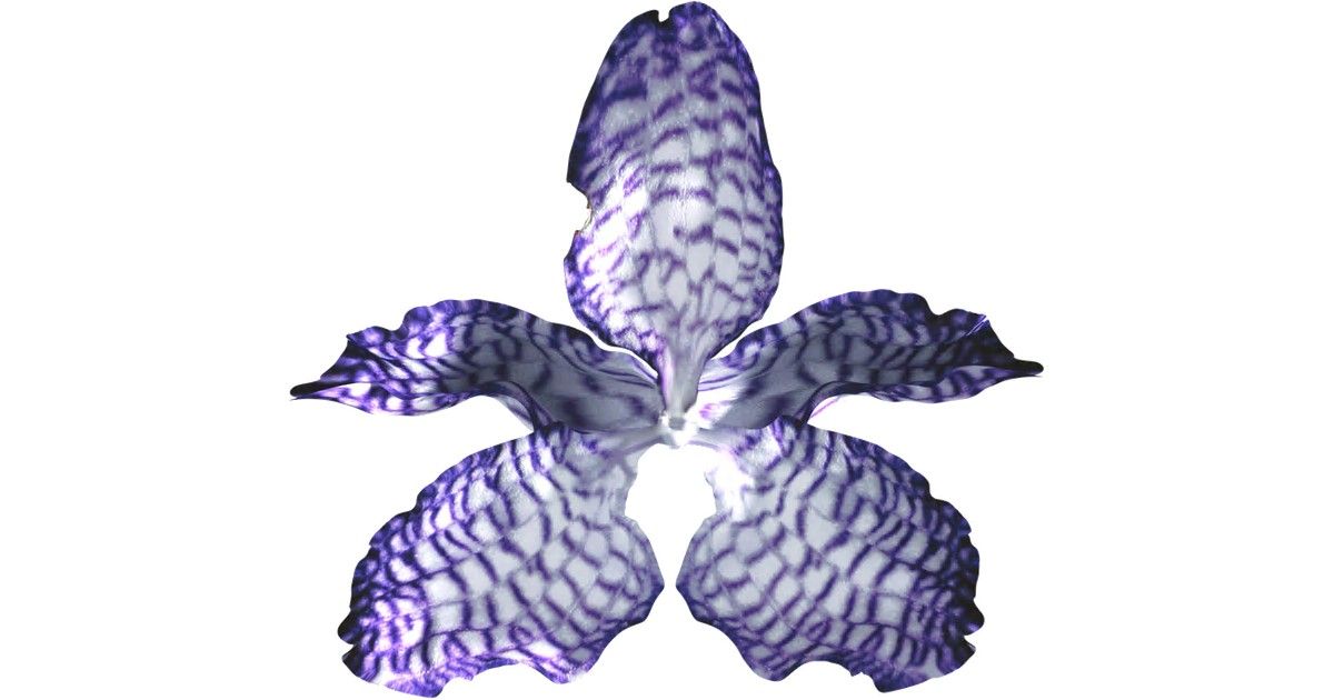 Vanda