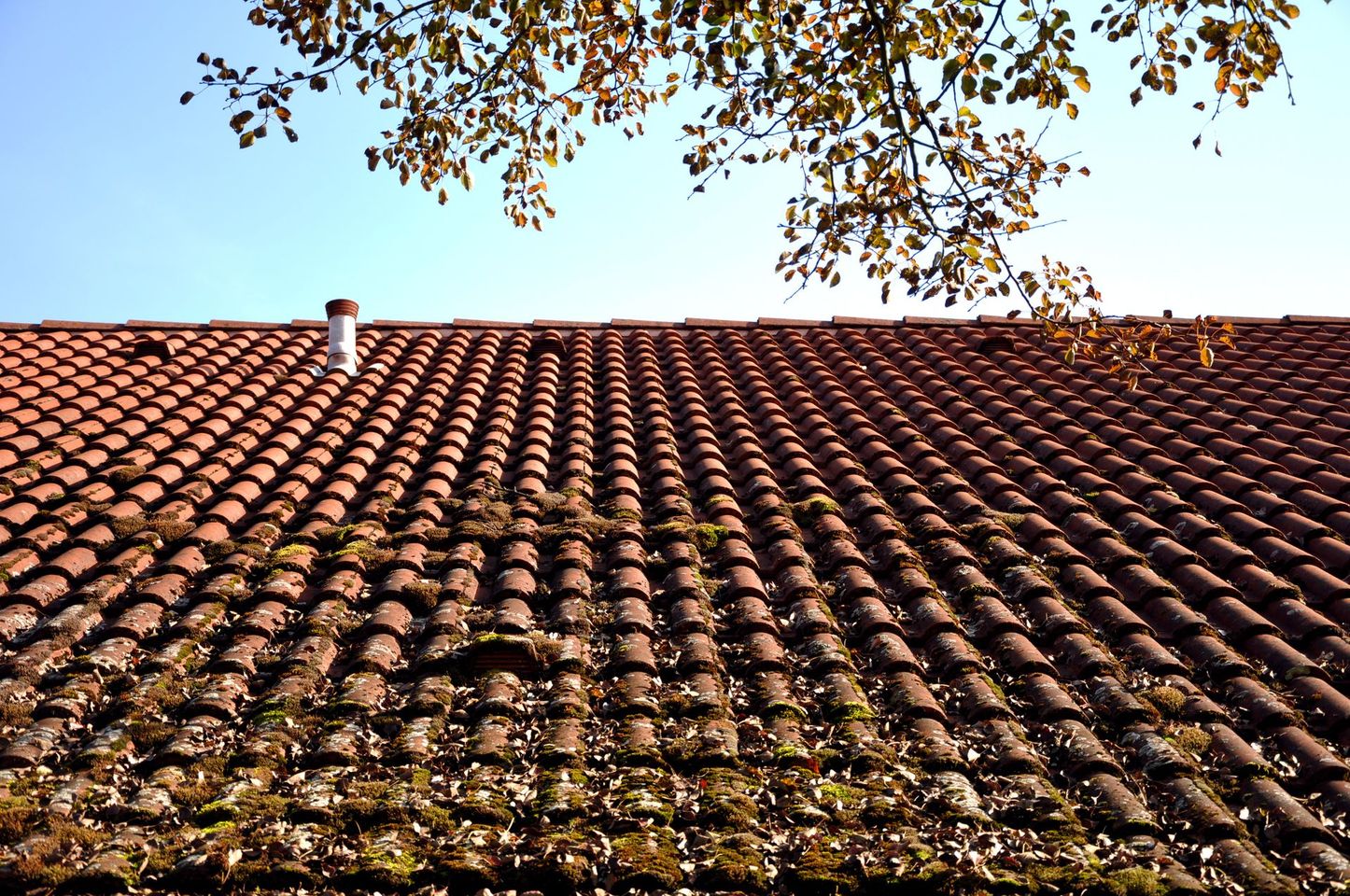 Un toit de tuiles rouges recouvert de mousse et de feuilles éparses, avec des branches d'arbres au-dessus, se détachant sur un ciel bleu clair.