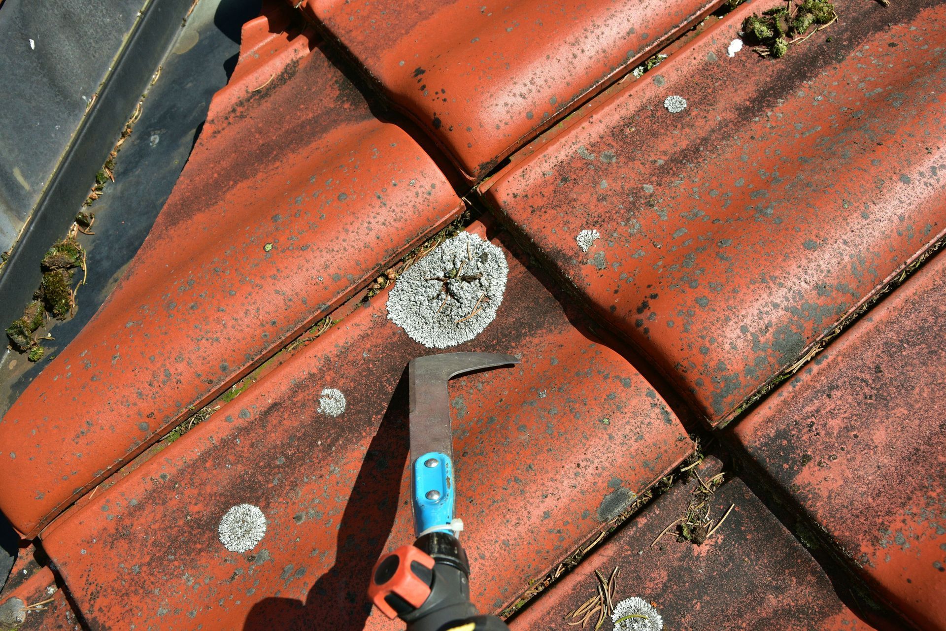 Un outil à manche bleu gratte une tache blanche, semblable à du lichen, sur une rangée de tuiles de toit en terre cuite rouge abîmées par les intempéries.