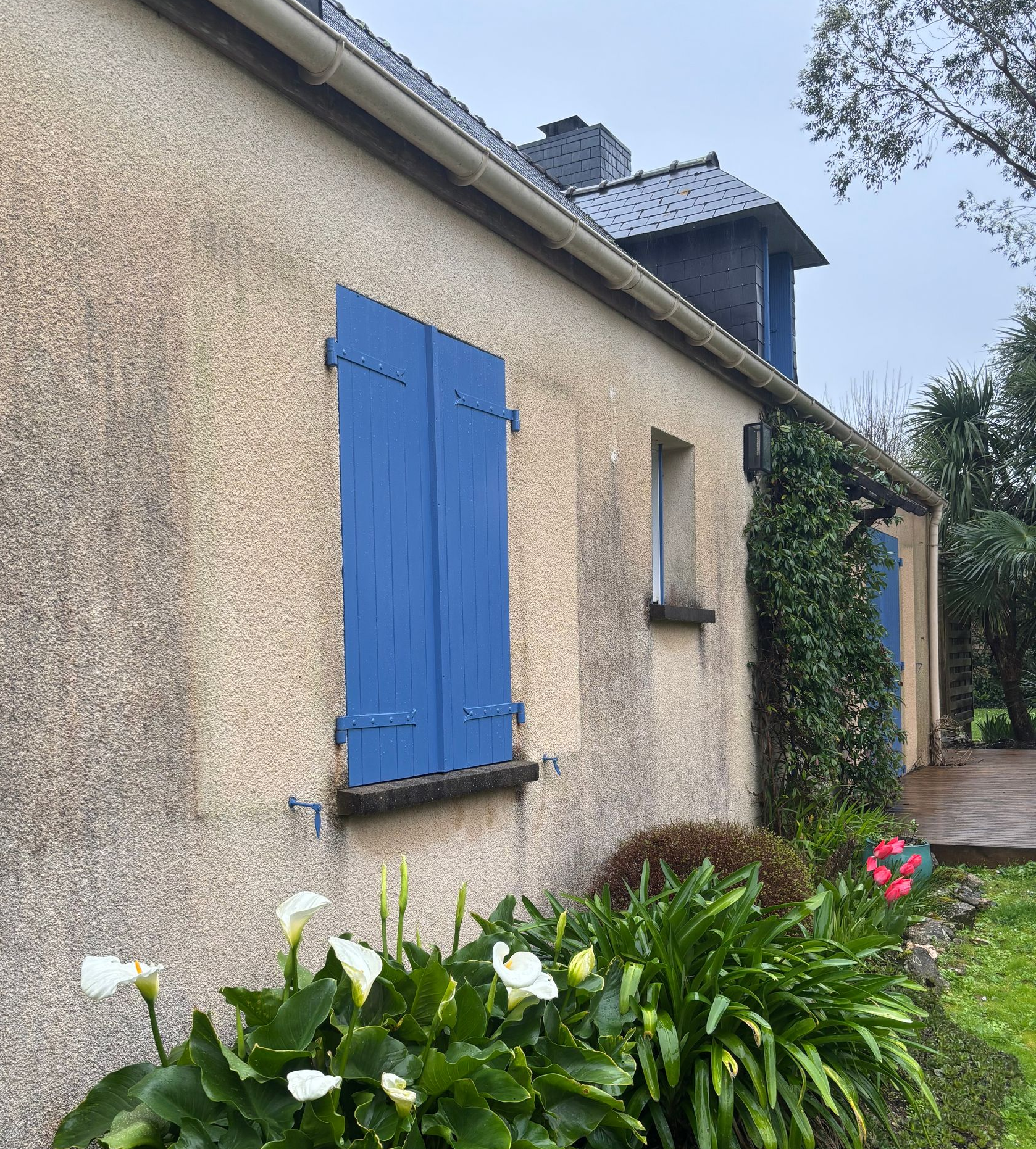 Volets bleus sur le mur en stuc d'une maison, au-dessus de lys blancs et de feuillage vert dans un jardin