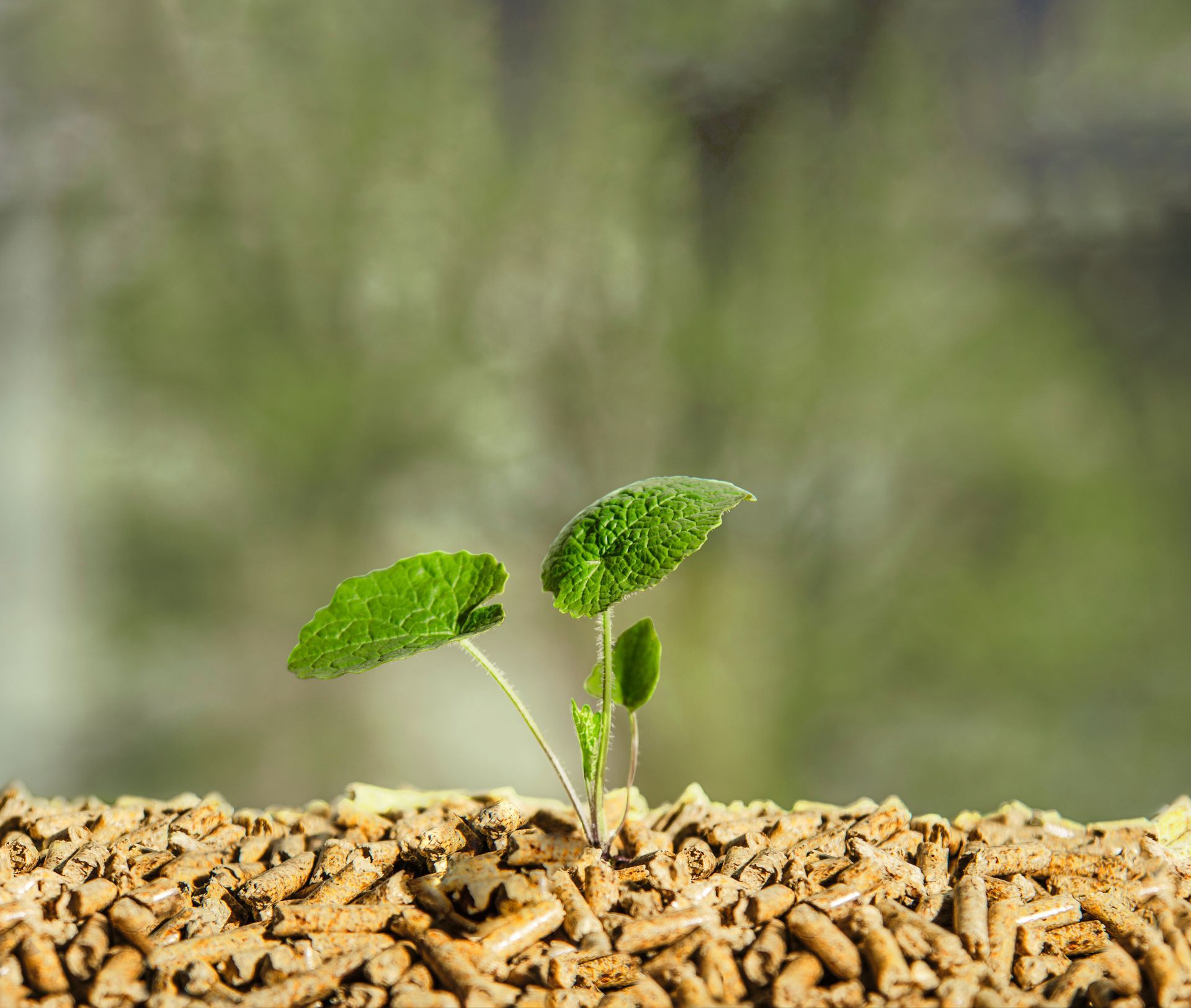 Une plante poussant dans un tas de pellets de bois