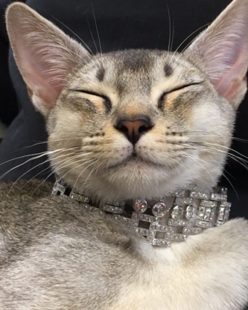 Un chat aux yeux clos, visiblement satisfait, portant un large collier de strass étincelant sur un fond sombre.