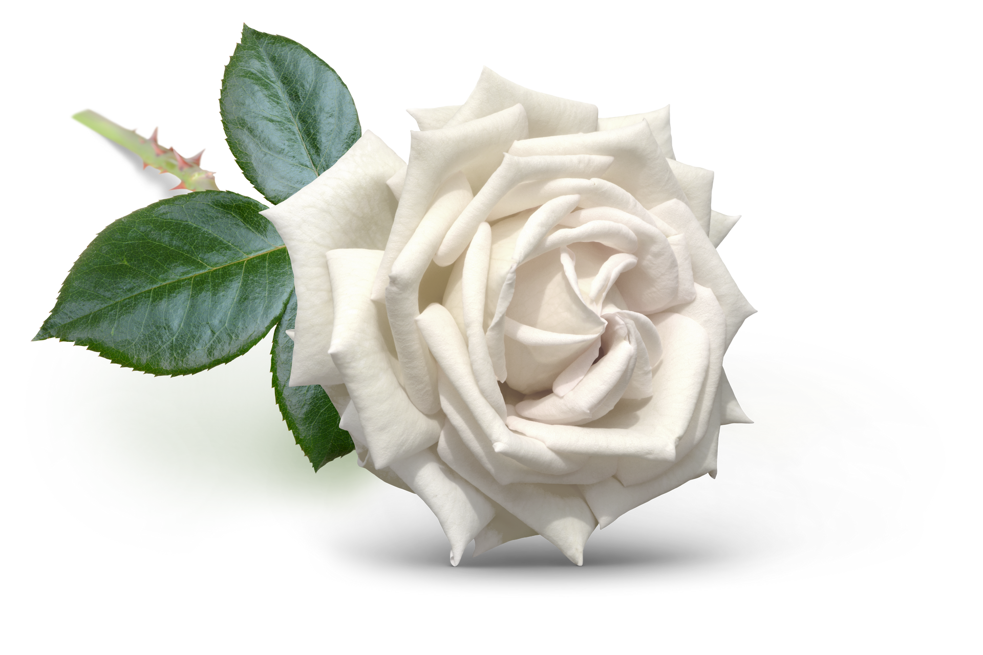 Rose blanche à feuilles vertes.