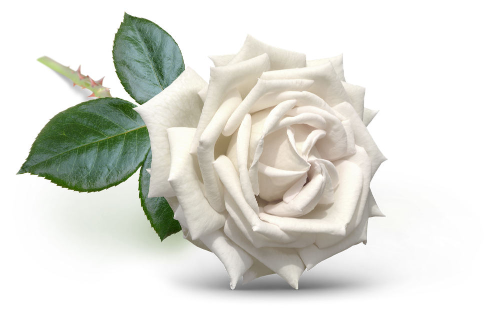 Rose blanche à feuilles vertes