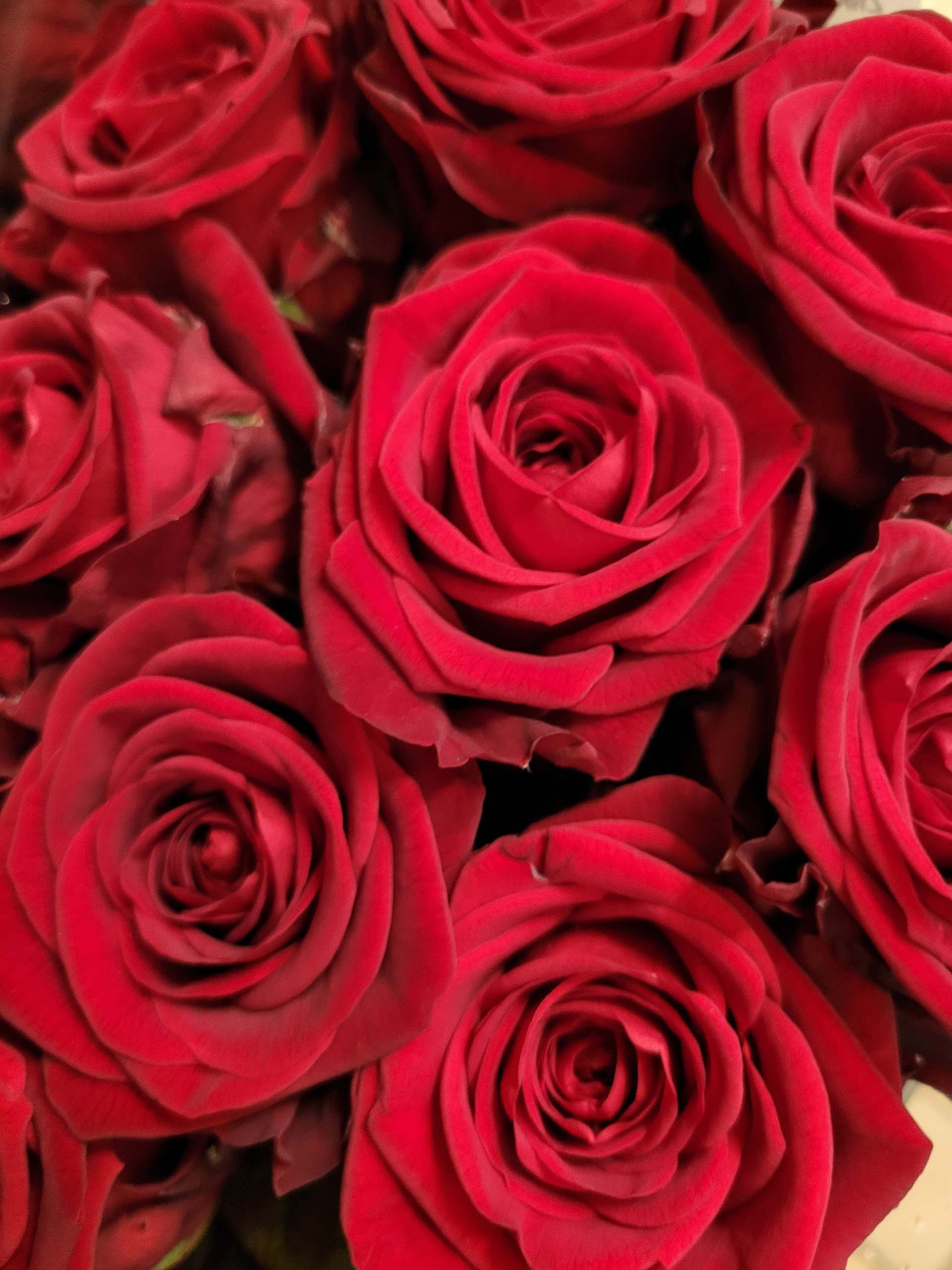 Eine Nahaufnahme von einem Strauss roter Rosen