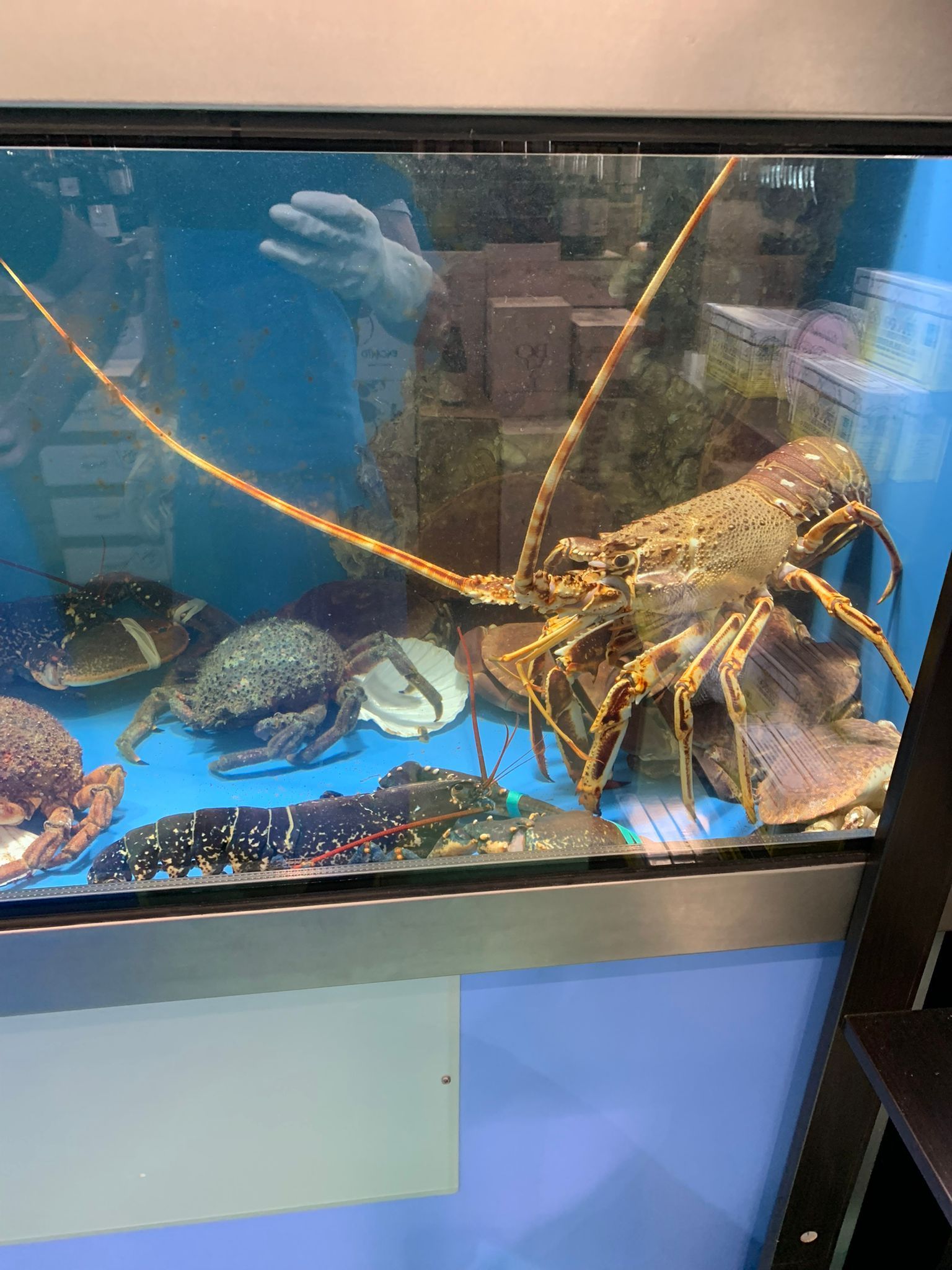 Una langosta grande está nadando en un tanque con otros peces.