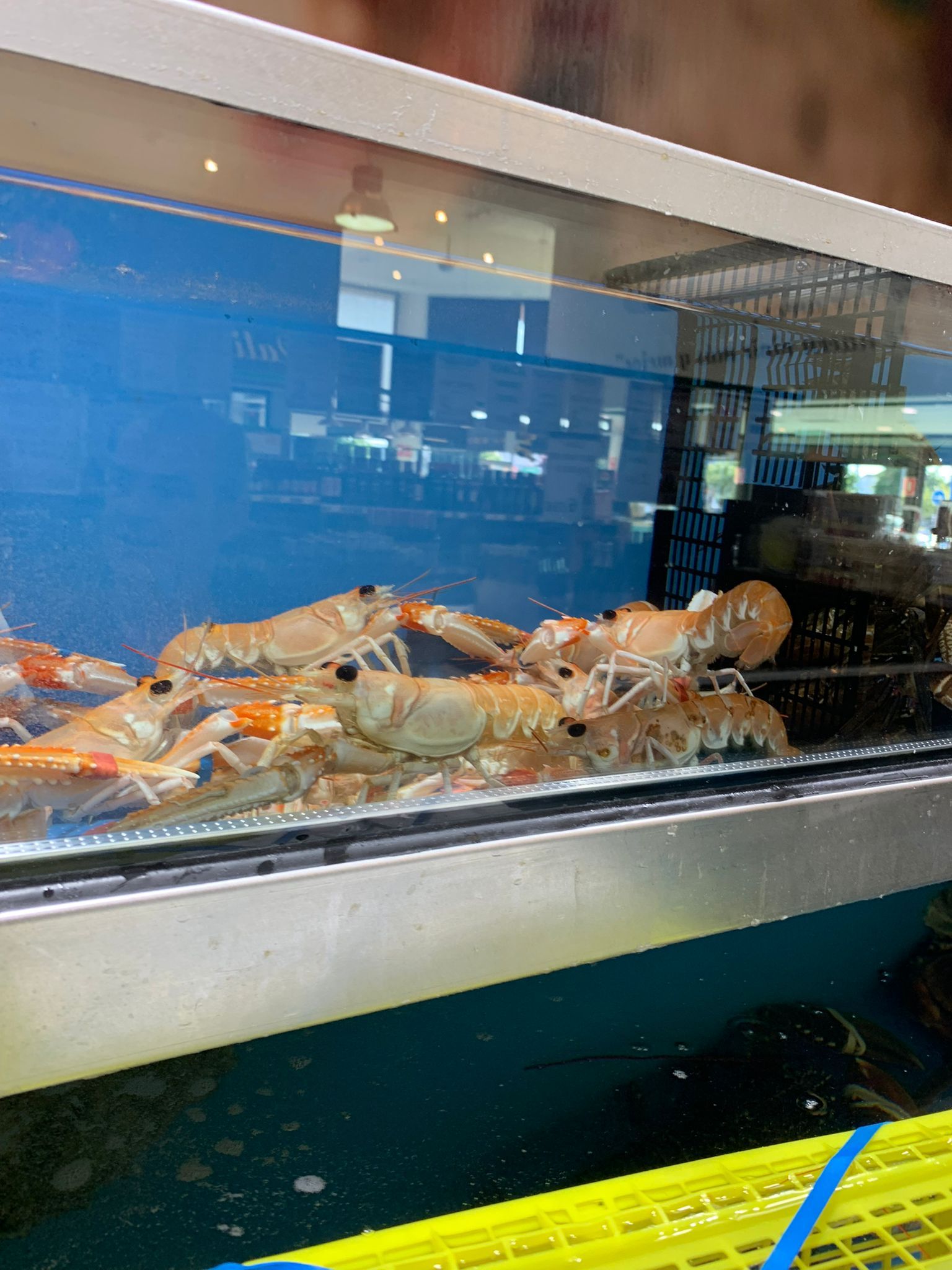 Un grupo de camarones están nadando en un tanque.