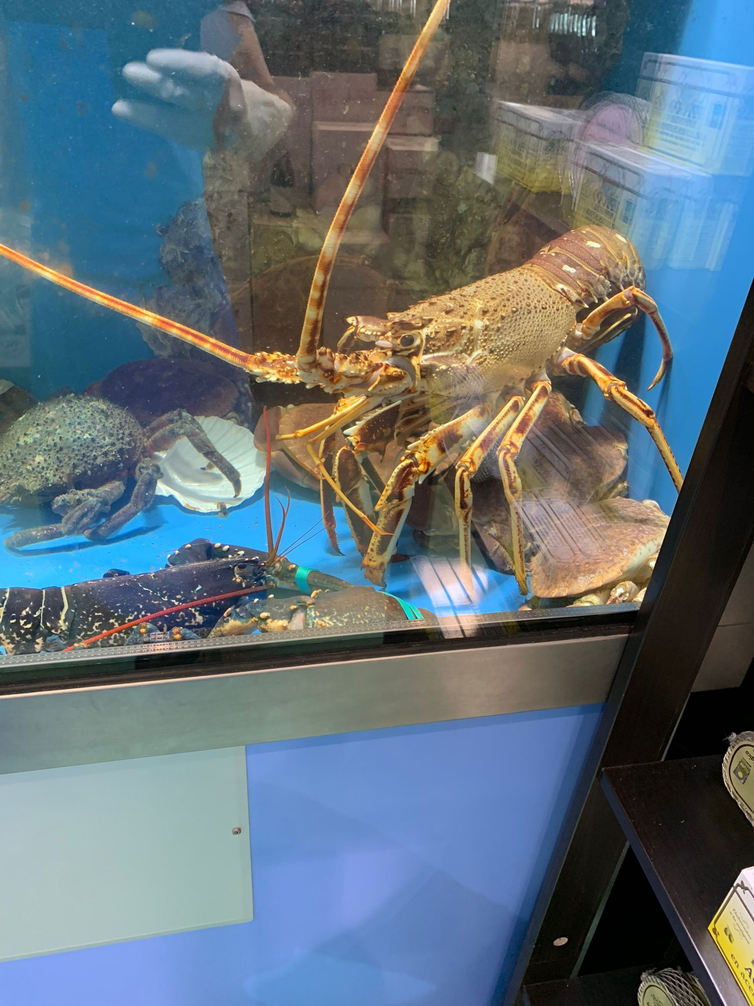 Una langosta grande está nadando en un tanque con otros peces.