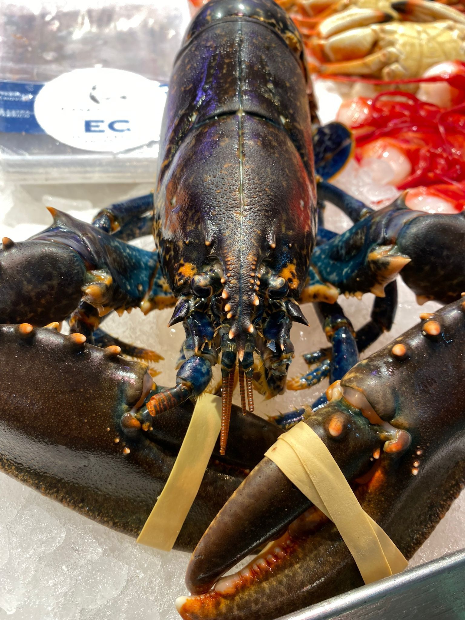 Una langosta está sentada sobre hielo frente a una caja que dice ec