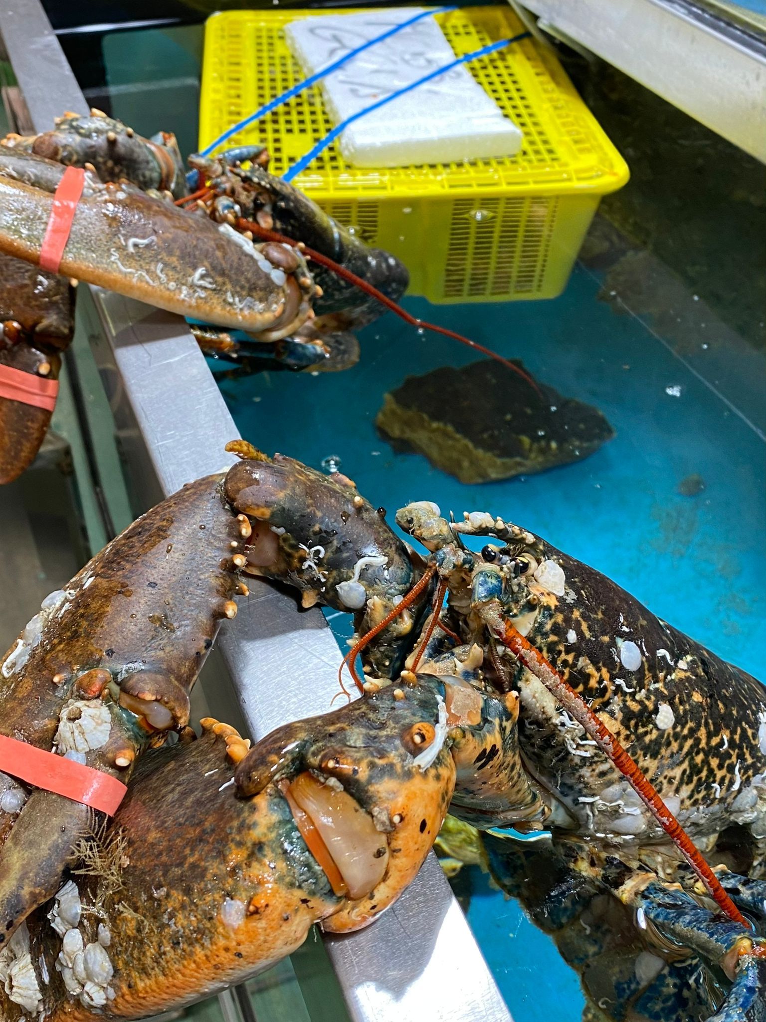 Tres langostas están nadando en un tanque de agua.